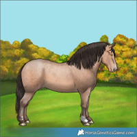 Horse Color:Amber Champagne 