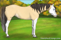 Horse Color:Buckskin Dun Splash 