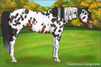 Horse Color:White Spotted Brown Tobiano Appaloosa 