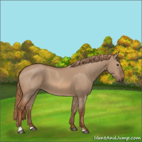 Horse Color:Red Dun 