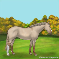 Horse Color:Red Dun 