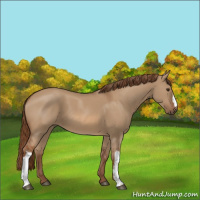 Horse Color:Red Dun 