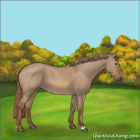 Horse Color:Red Dun 