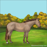 Horse Color:Red Dun 