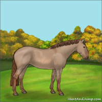 Horse Color:Red Dun Rabicano 