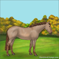 Horse Color:Red Dun 