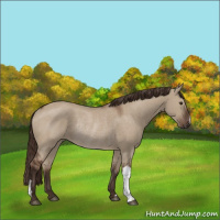 Horse Color:Liver Red Dun Rabicano 