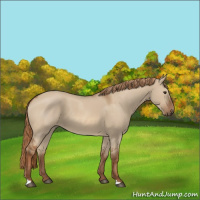 Horse Color:Red Dun 