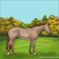 Horse Color:Red Dun 
