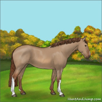 Horse Color:Red Dun 