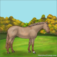Horse Color:Red Dun 