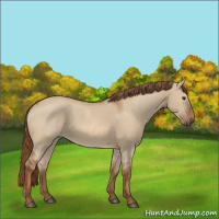 Horse Color:Red Dun 