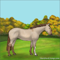 Horse Color:Red Dun 