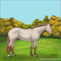 Horse Color:Red Dun Roan 