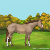 Horse Color:Red Dun 