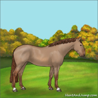 Horse Color:Red Dun 