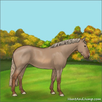 Horse Color:Red Dun 