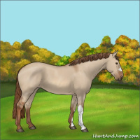Horse Color:Red Dun 