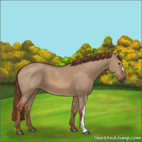 Horse Color:Red Dun 