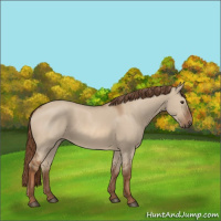 Horse Color:Red Dun 