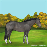 Horse Color:Grullo Tobiano Appaloosa Rabicano 