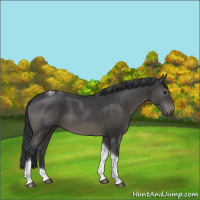 Horse Color:Black Tobiano Rabicano 