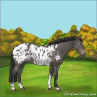 Horse Color:Black Tobiano Appaloosa Rabicano 