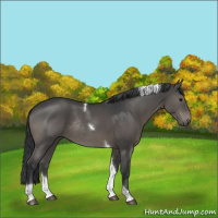 Horse Color:Black Tobiano Rabicano 