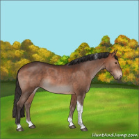 Horse Color:Bay Tobiano Rabicano 