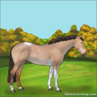 Horse Color:Bay Dun Tobiano Rabicano 