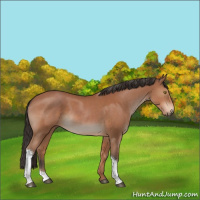 Horse Color:Bay Tobiano Rabicano 