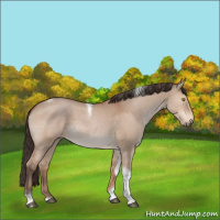 Horse Color:Bay Dun Tobiano Rabicano 