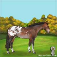 Horse Color:Bay Tobiano Appaloosa Rabicano 
