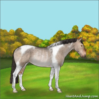 Horse Color:Bay Dun Tobiano Rabicano 