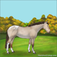 Horse Color:Bay Dun Tobiano Appaloosa Rabicano 