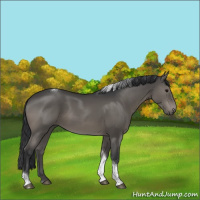 Horse Color:Grullo Tobiano Rabicano 