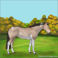 Horse Color:Bay Dun Tobiano Rabicano 