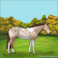 Horse Color:Bay Dun Tobiano Rabicano  and Bay Dun Tobiano Appaloosa Rabicano 