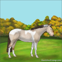 Horse Color:Bay Dun Tobiano Appaloosa Rabicano 