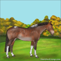 Horse Color:Bay Tobiano Appaloosa Rabicano 