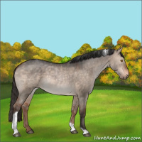 Horse Color:Bay Dun Tobiano Rabicano 