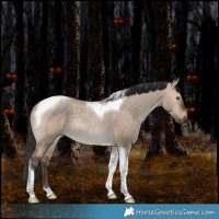 Horse Color:Bay Dun Tobiano Rabicano 