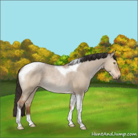 Horse Color:Bay Dun Tobiano Rabicano 