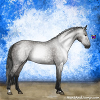 Horse Color:Gray Grullo 