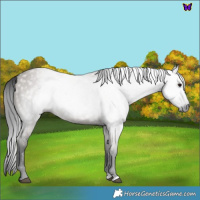 Horse Color:Gray Grullo 