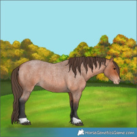 Horse Color:Bay Roan Appaloosa 