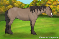 Horse Color:Bay Roan Dun 