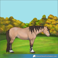 Horse Color:Bay Dun 