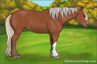 Horse Color:Silver Bay 