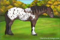 Horse Color:Bay Appaloosa 